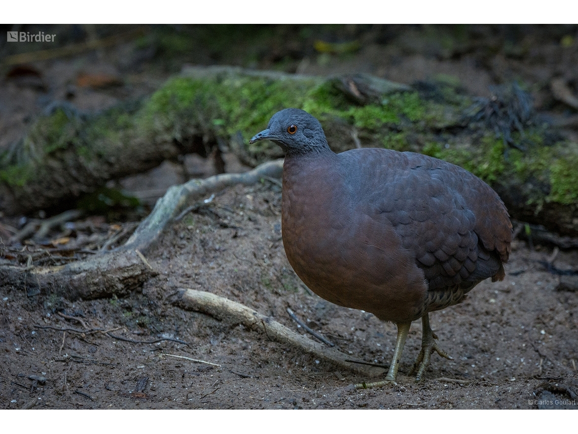Crypturellus obsoletus