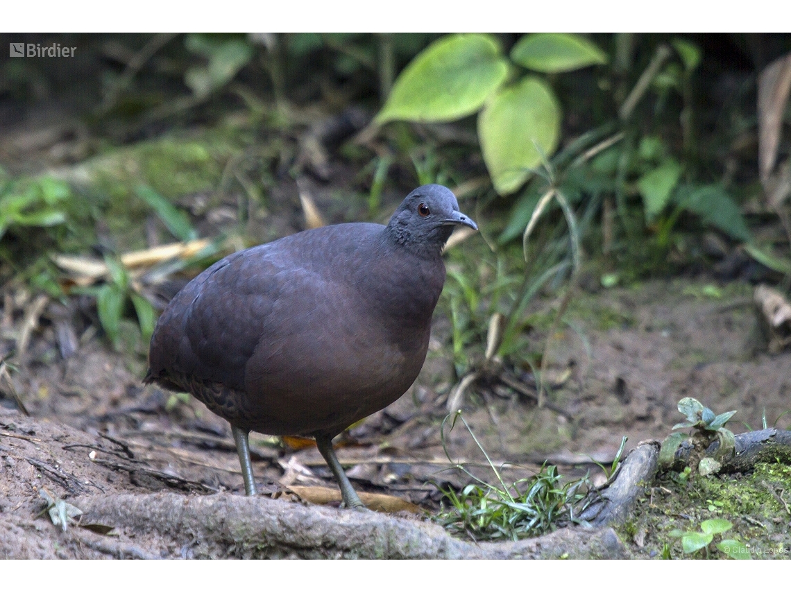 Crypturellus obsoletus