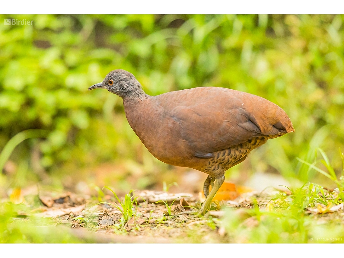 Crypturellus obsoletus