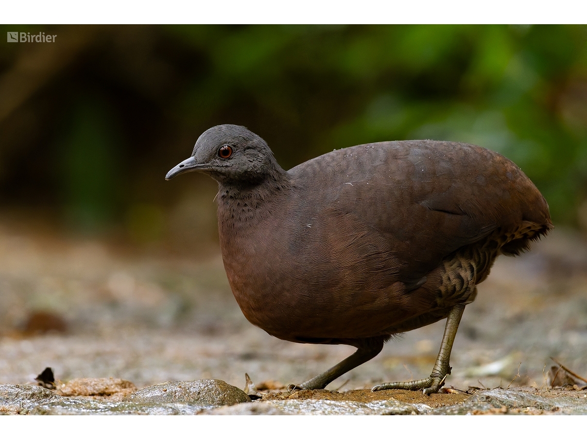 Crypturellus obsoletus