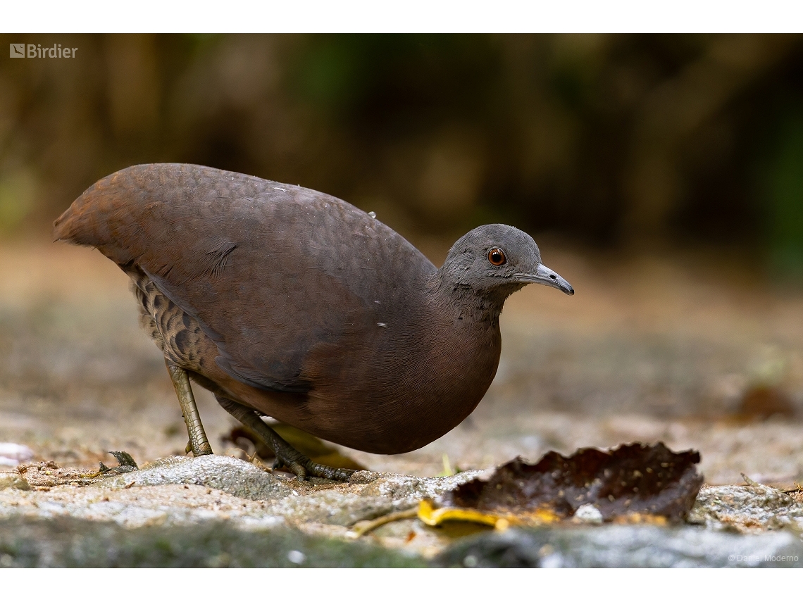 Crypturellus obsoletus