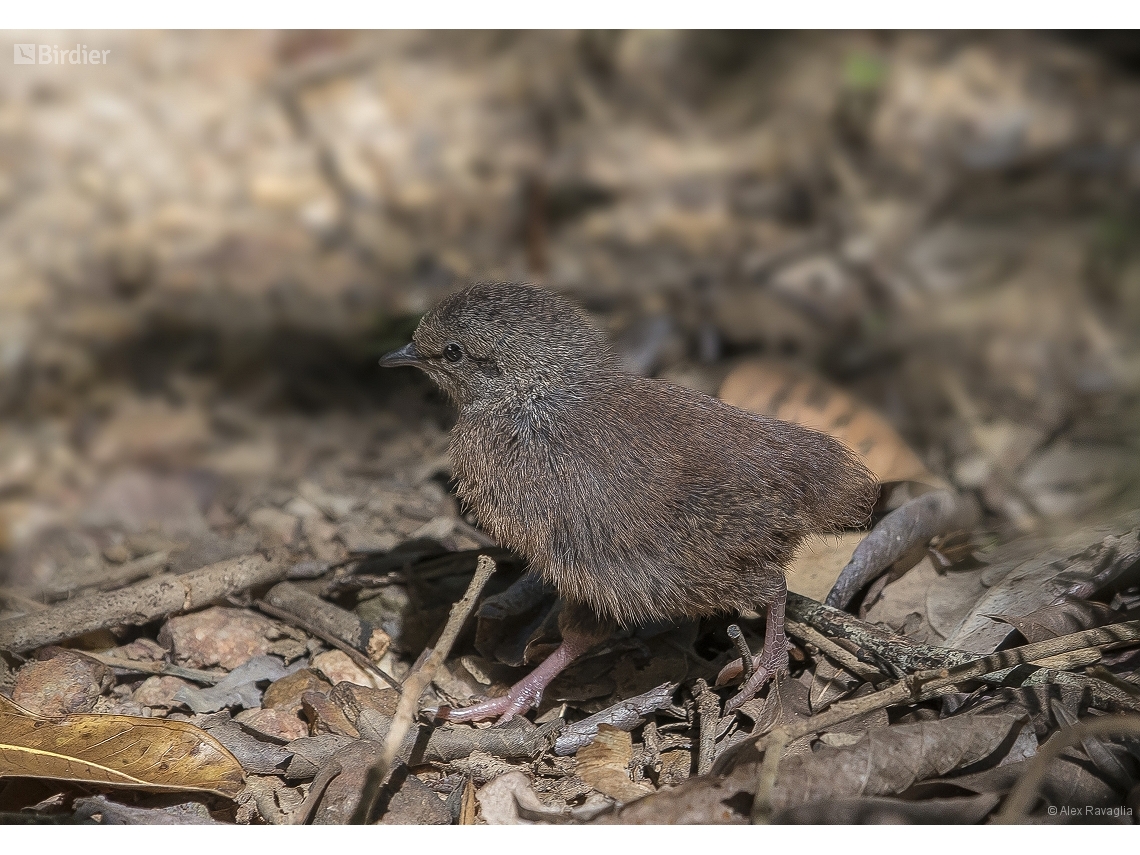 Crypturellus parvirostris