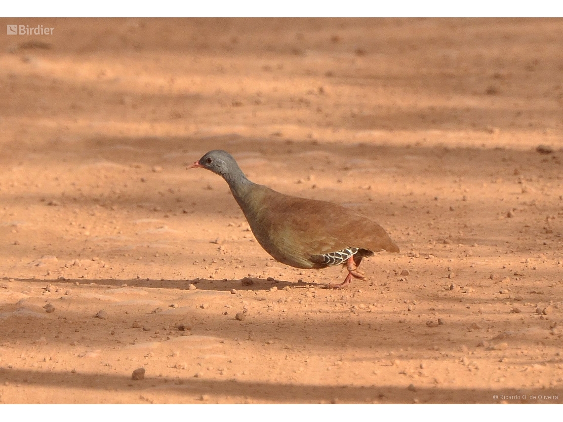 Crypturellus parvirostris