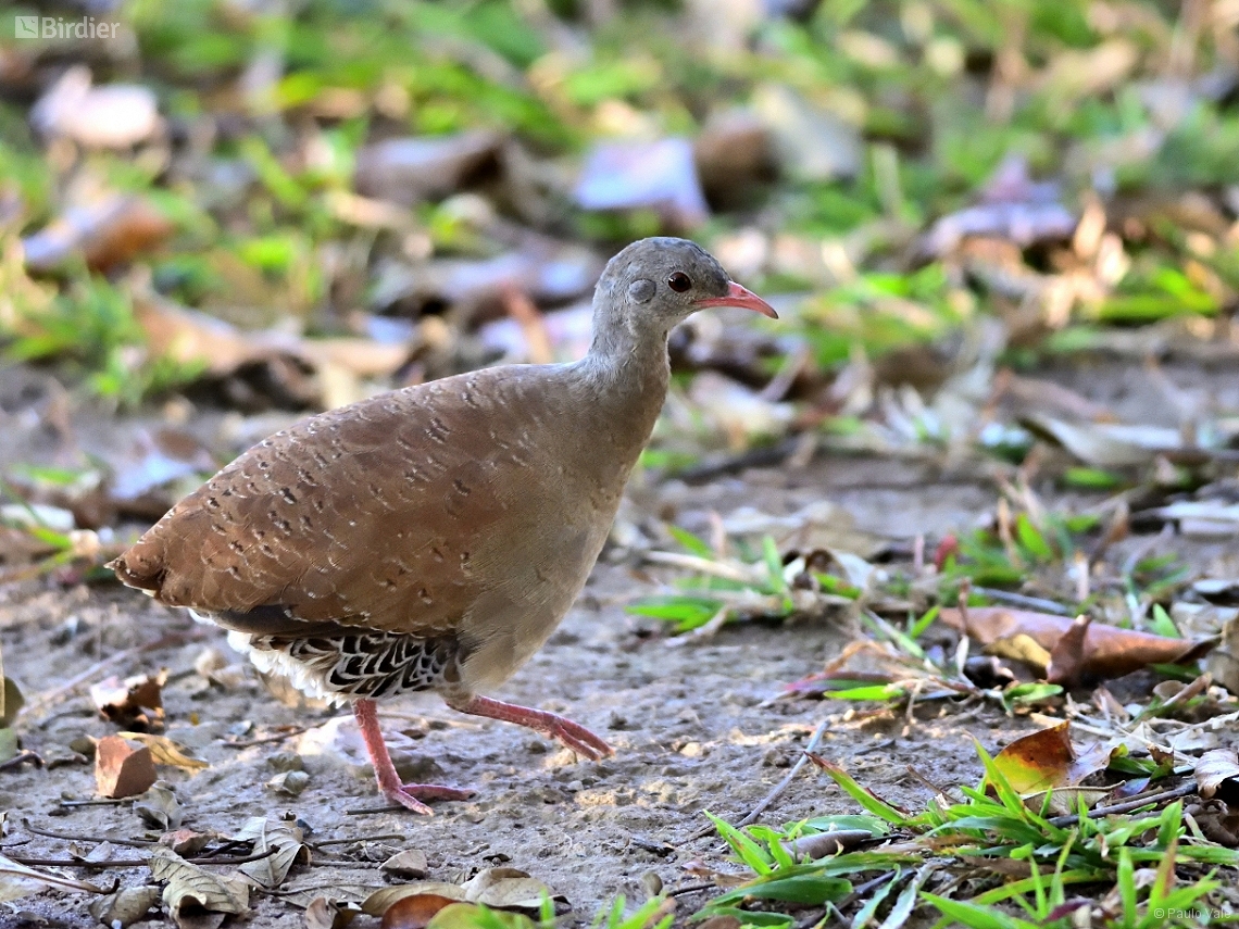 Crypturellus parvirostris