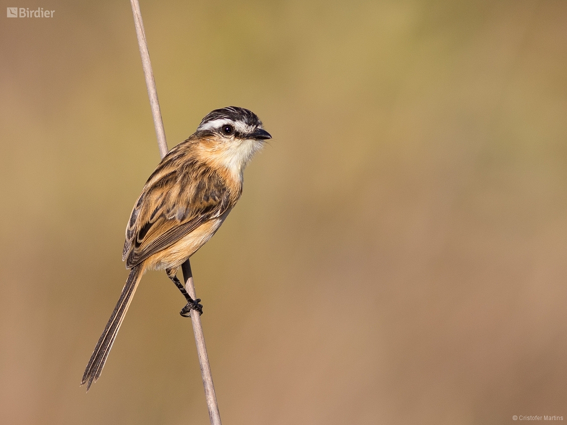 Culicivora caudacuta