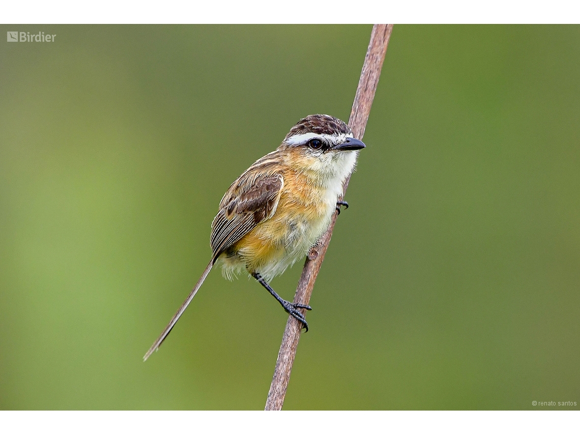 Culicivora caudacuta