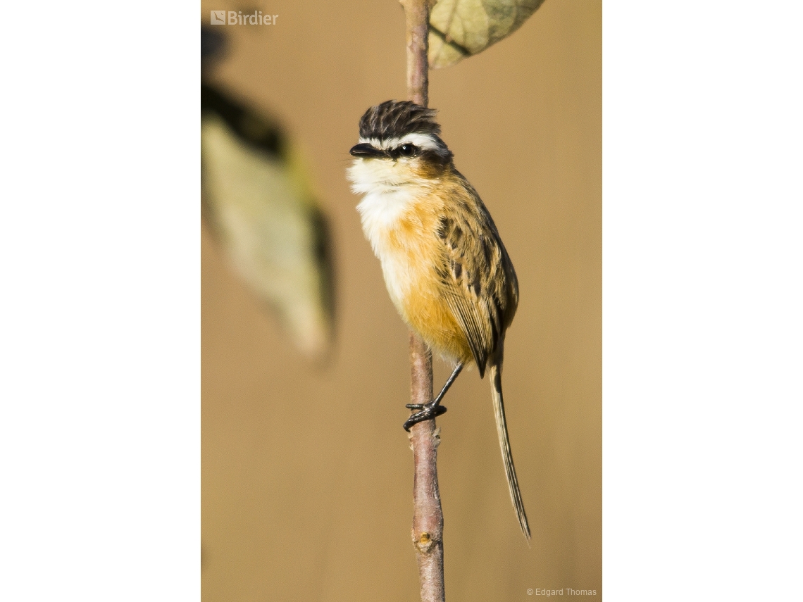 Culicivora caudacuta