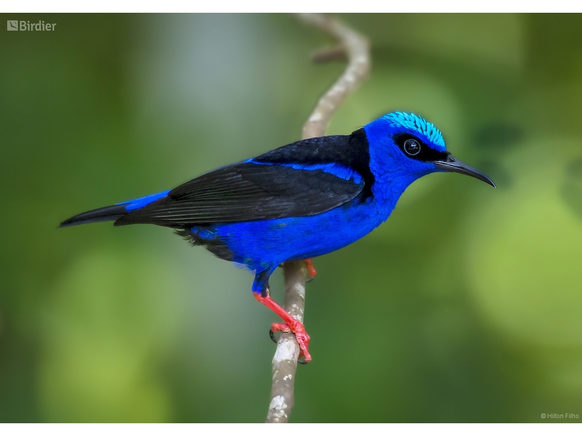Cyanerpes cyaneus