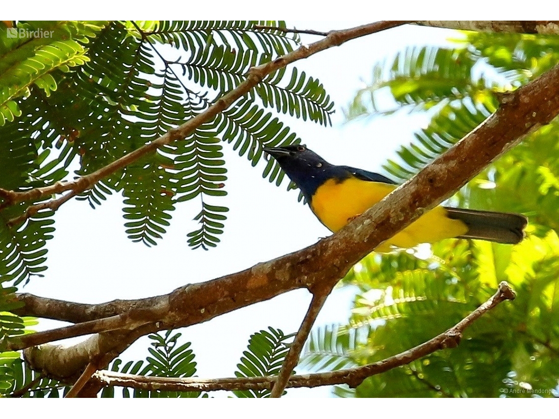 Cyanicterus cyanicterus