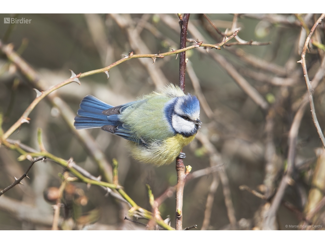 Cyanistes caeruleus