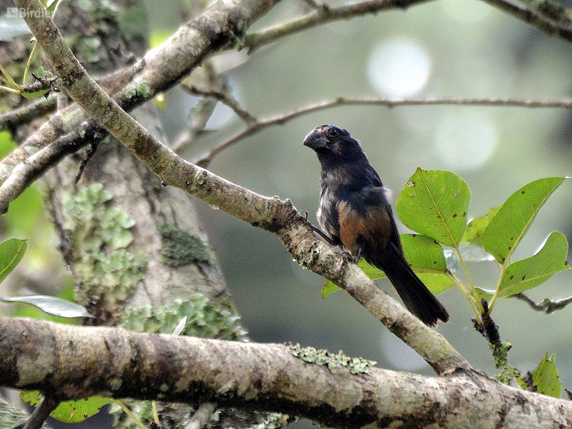 Cyanoloxia brissonii