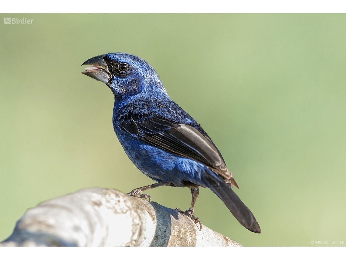 Cyanoloxia brissonii