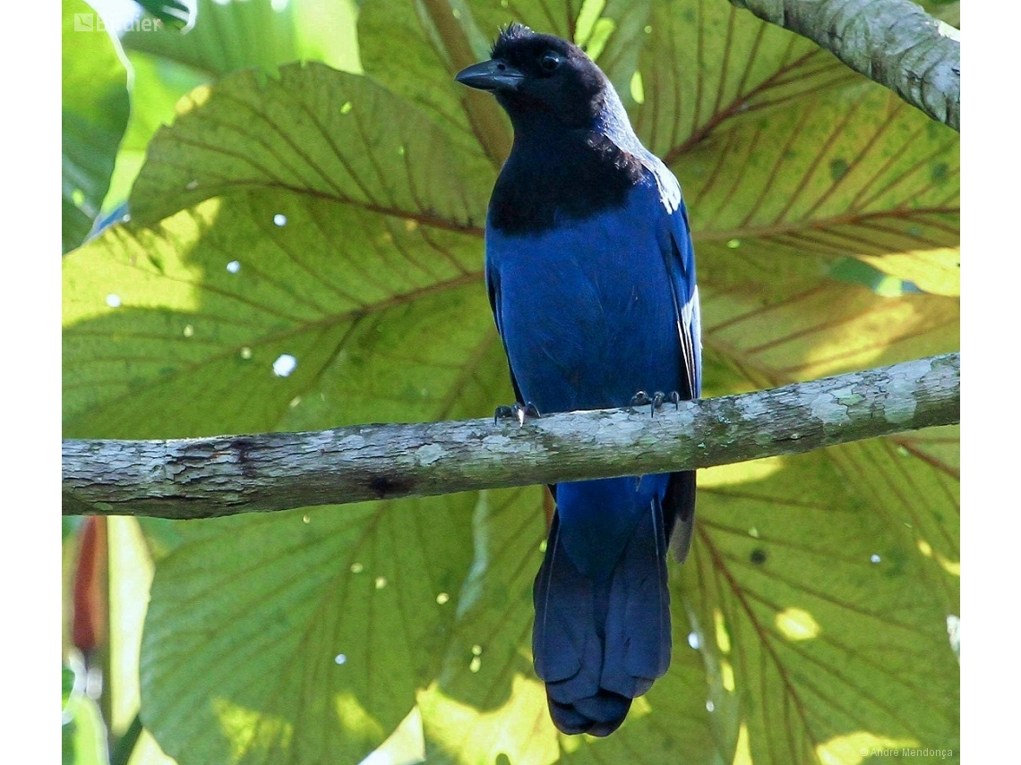 Cyanocorax coeruleus