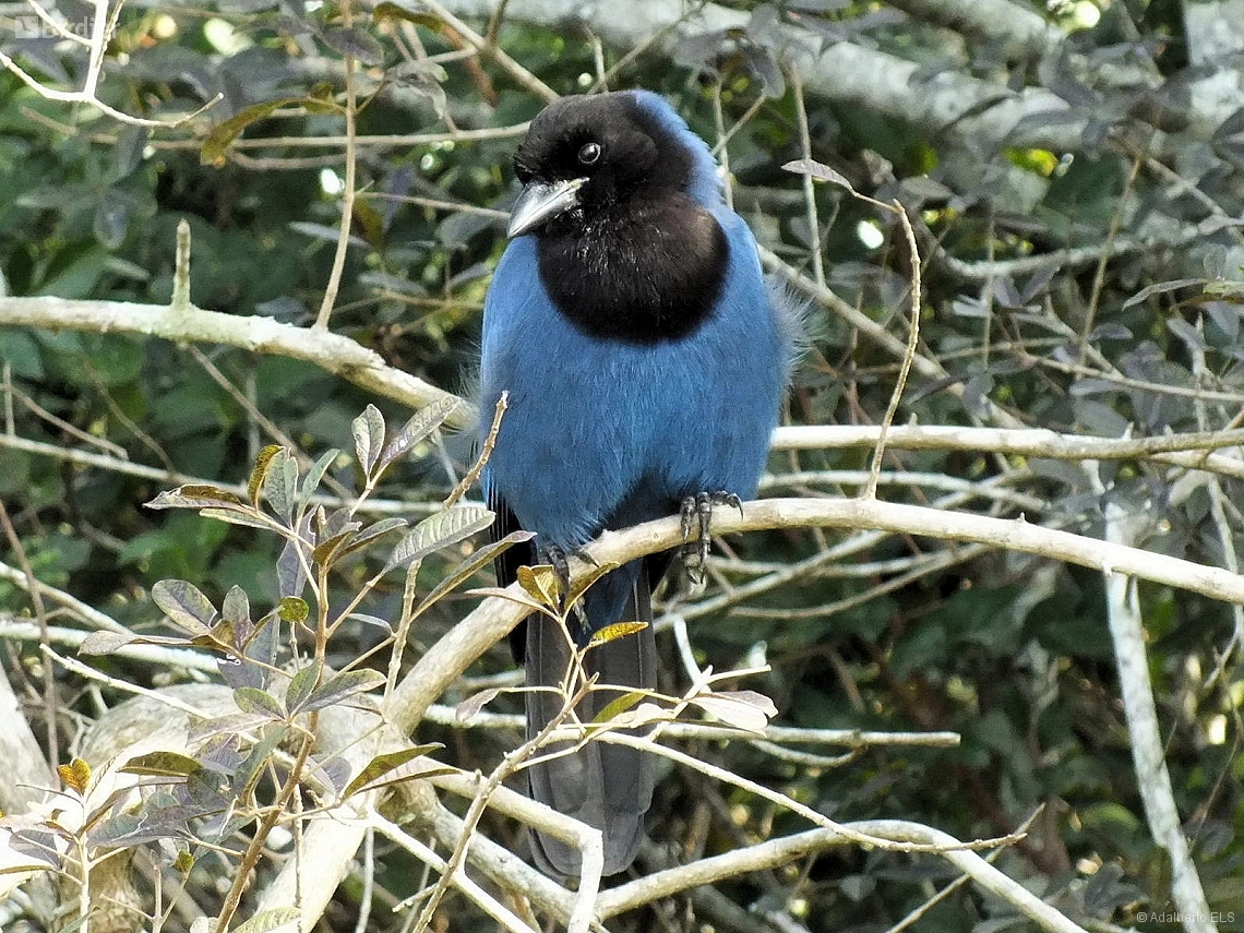 Cyanocorax coeruleus