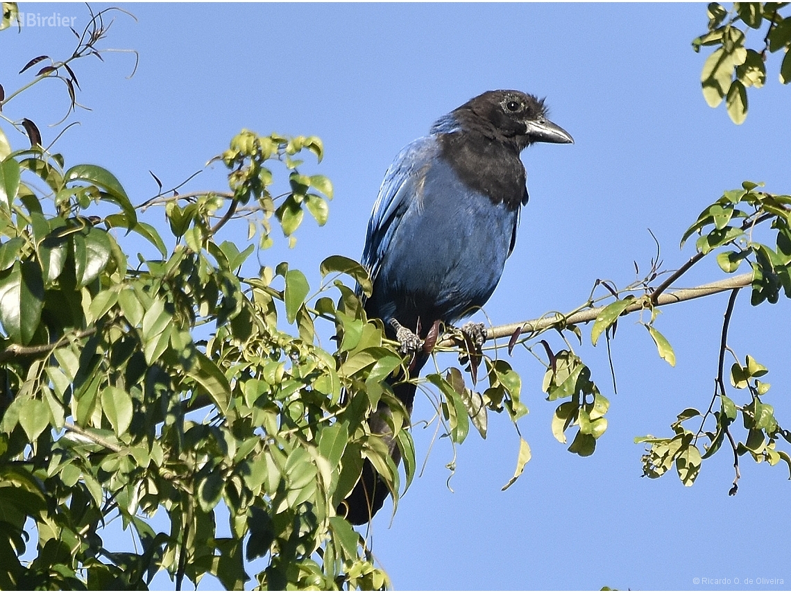 Cyanocorax coeruleus