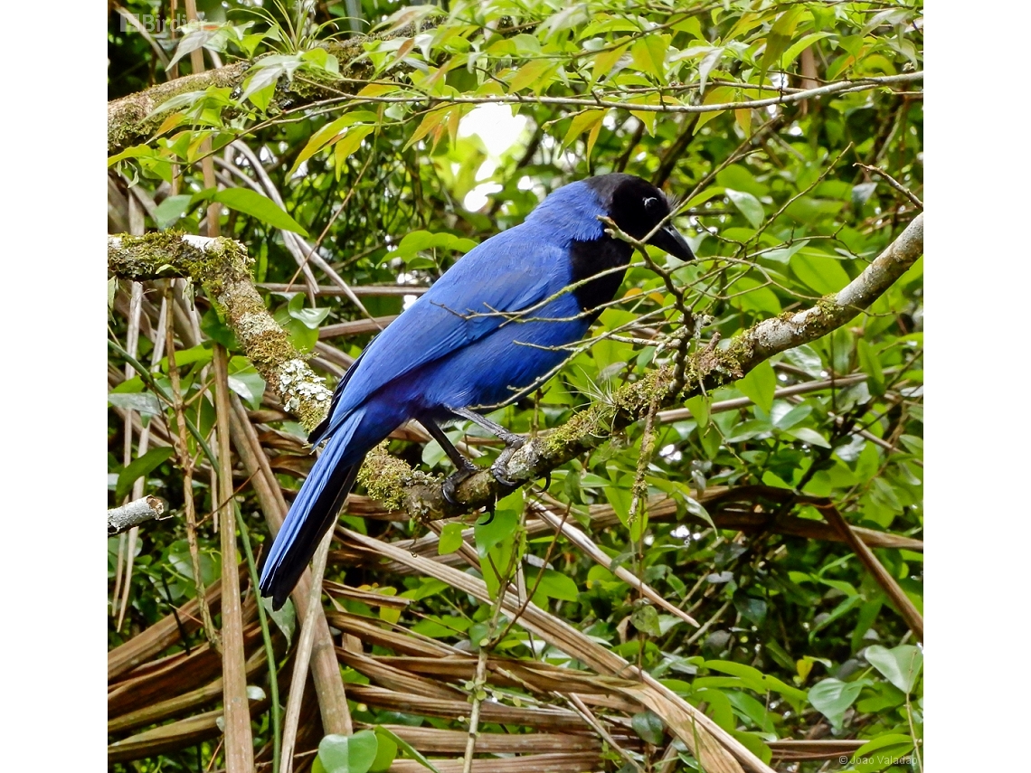 Cyanocorax coeruleus