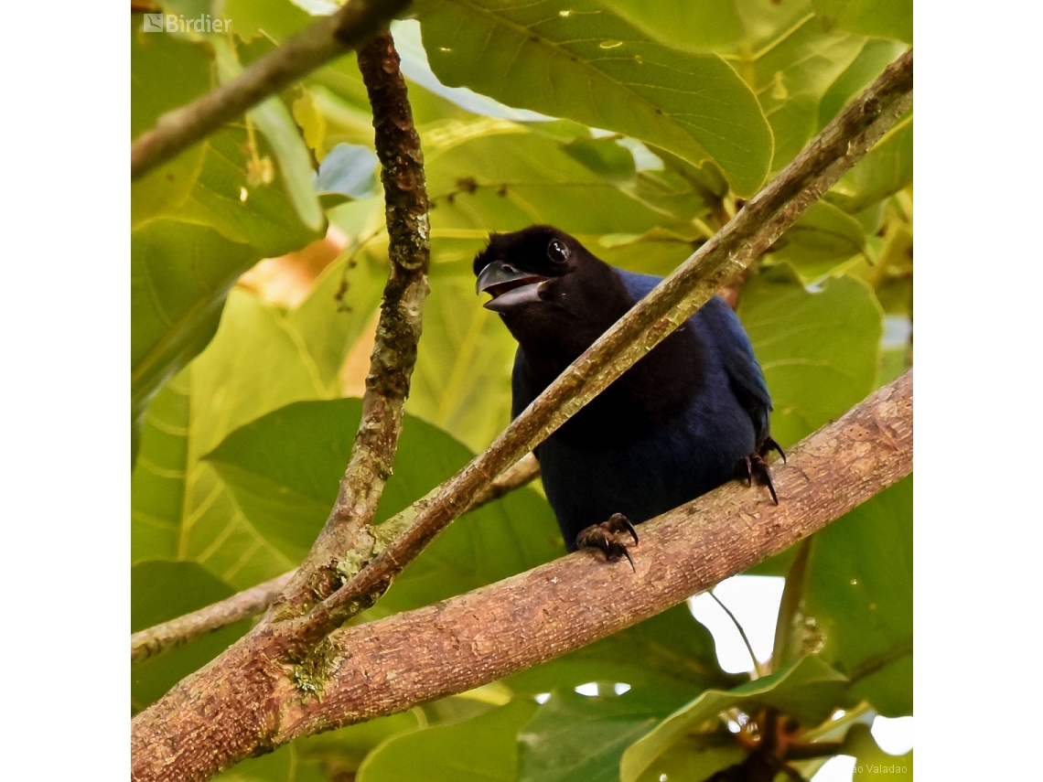 Cyanocorax coeruleus