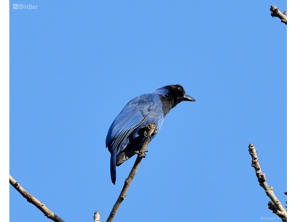 Cyanocorax coeruleus