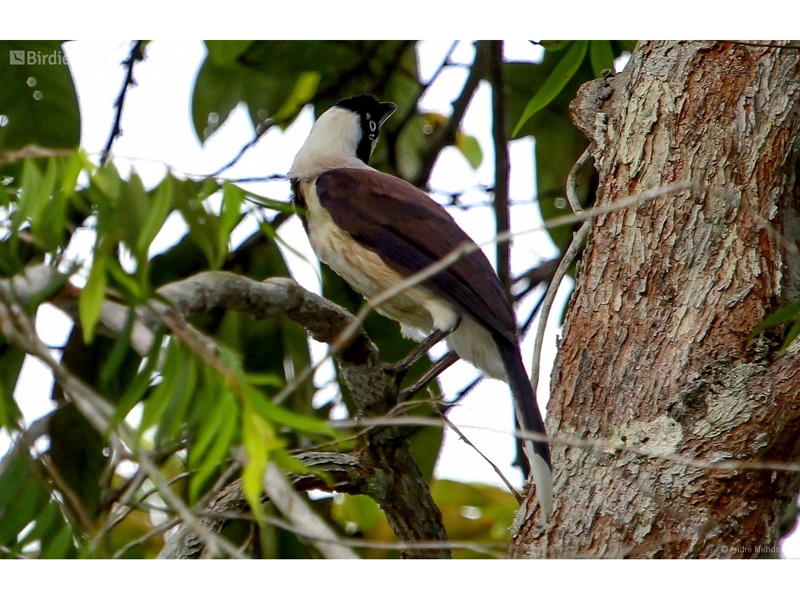 Cyanocorax cayanus