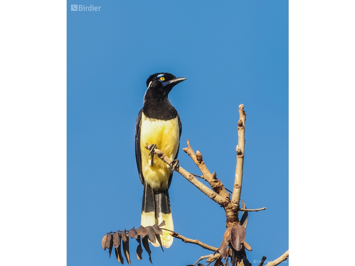 Cyanocorax chrysops