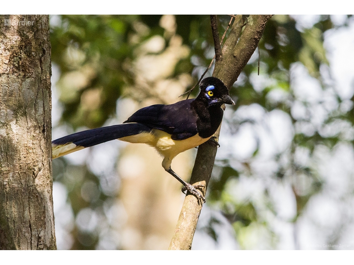 Cyanocorax chrysops