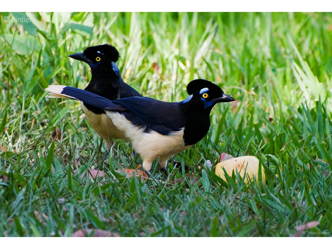Cyanocorax chrysops