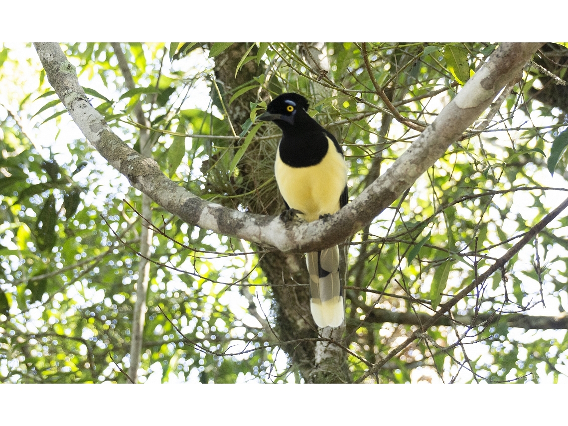 Cyanocorax chrysops