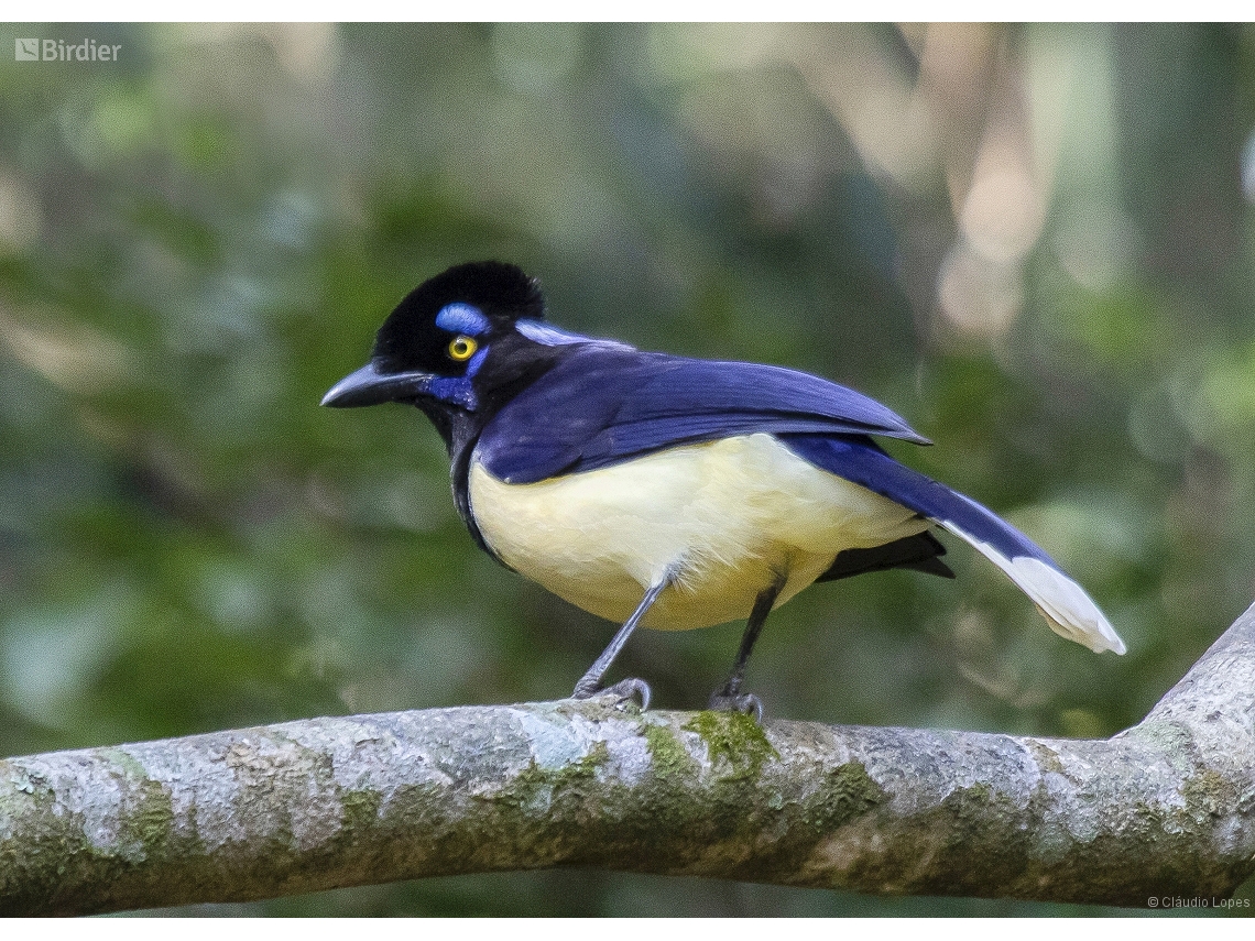 Cyanocorax chrysops