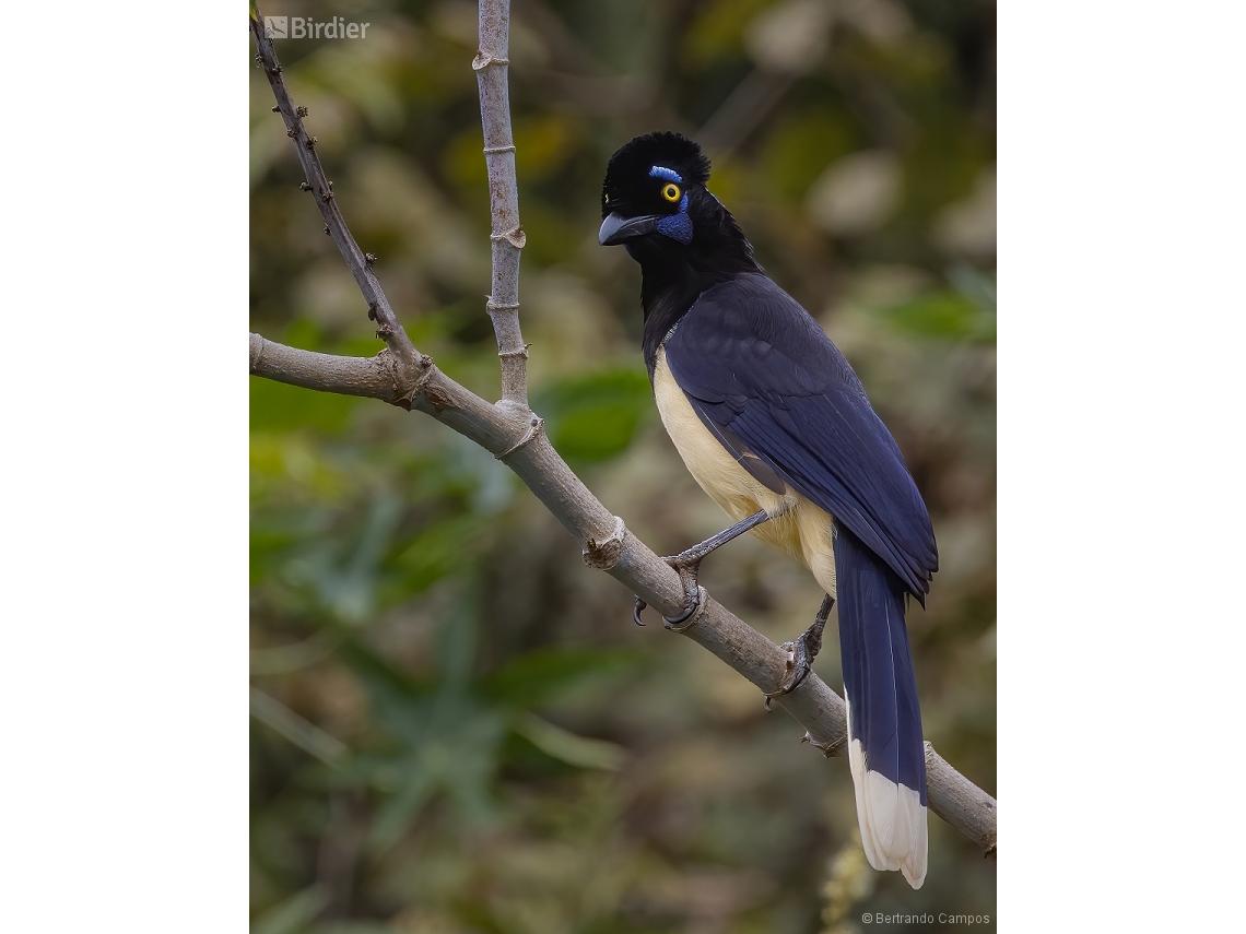 Cyanocorax chrysops