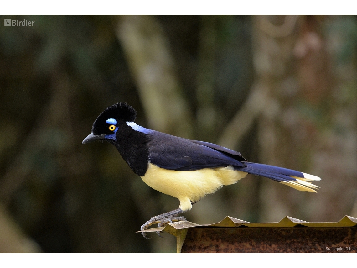 Cyanocorax chrysops