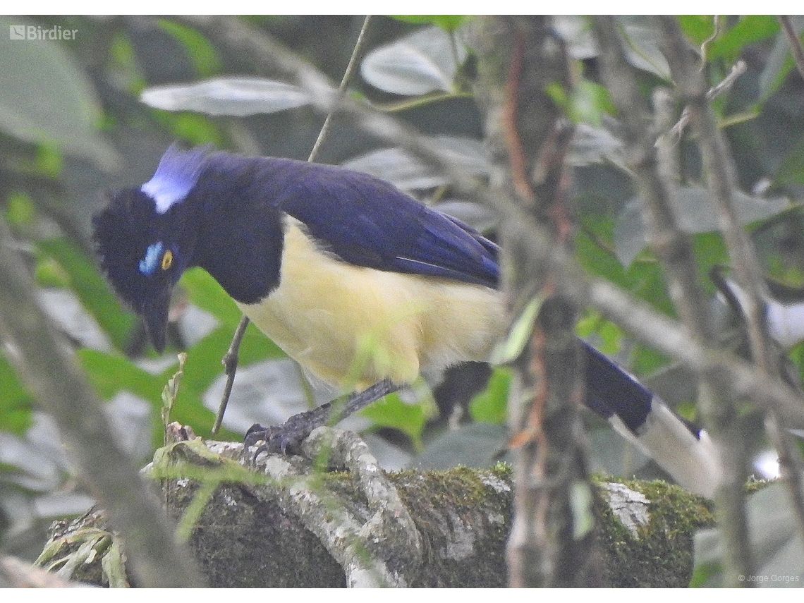 Cyanocorax chrysops