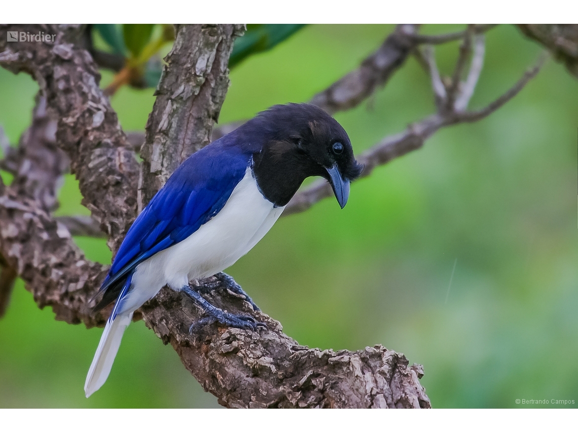 Cyanocorax cristatellus