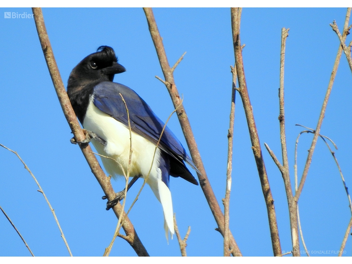 Cyanocorax cristatellus