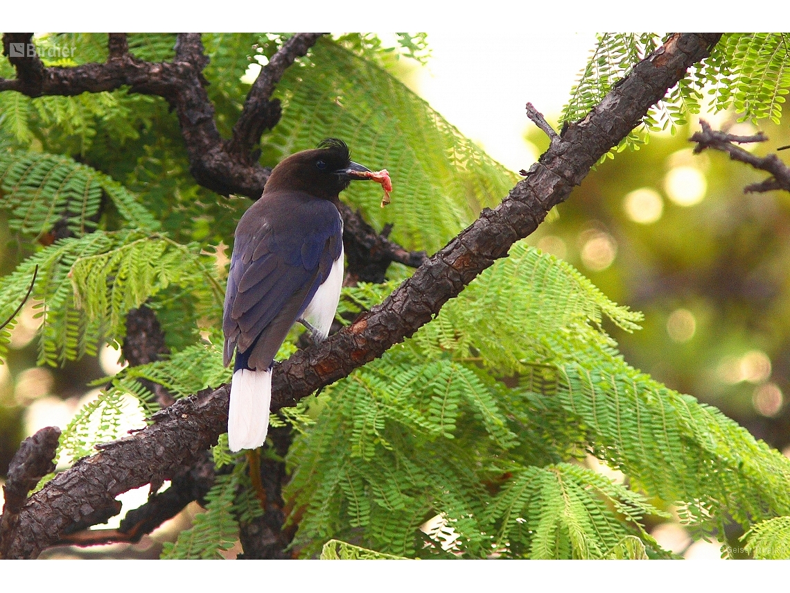 Cyanocorax cristatellus