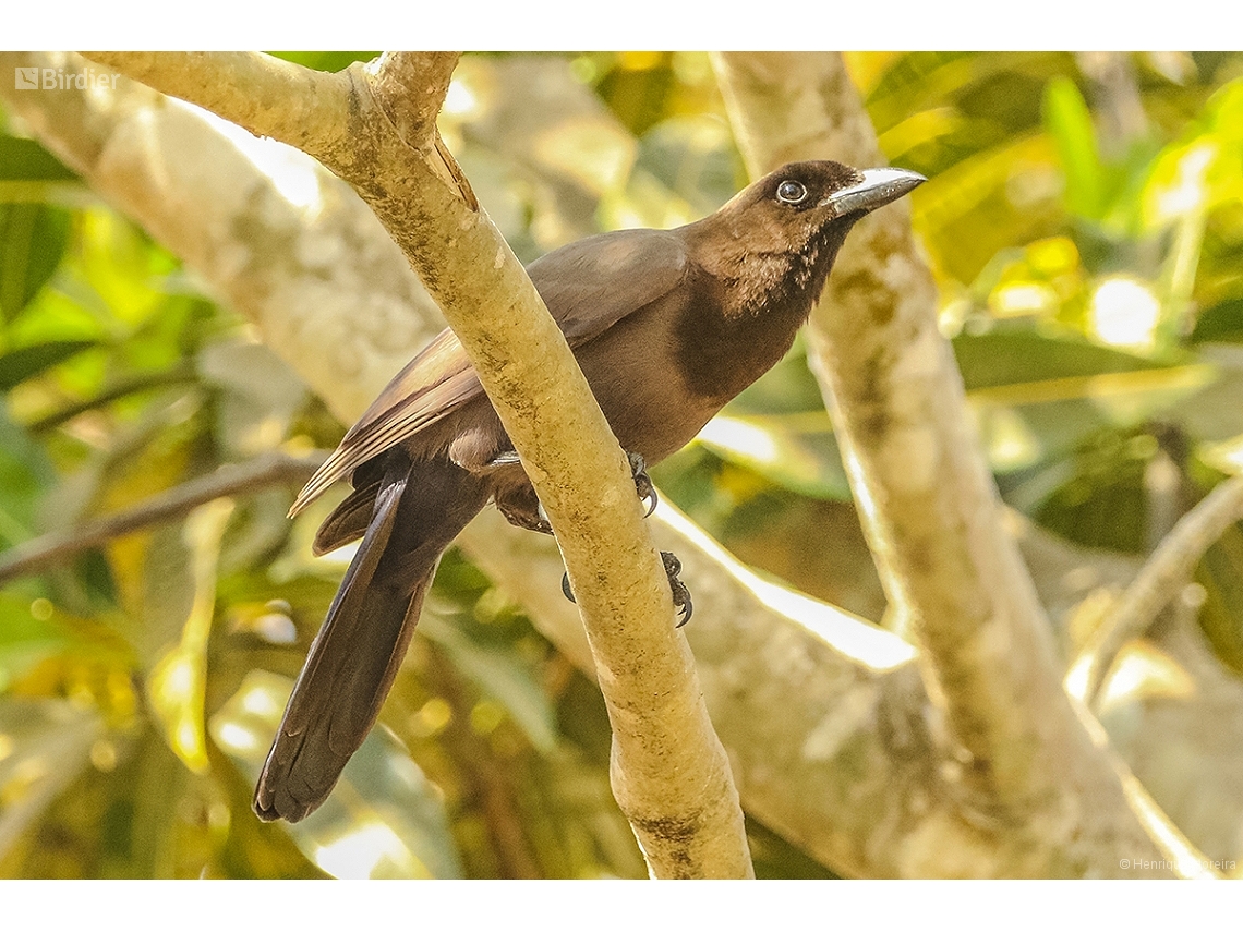 Cyanocorax cyanomelas