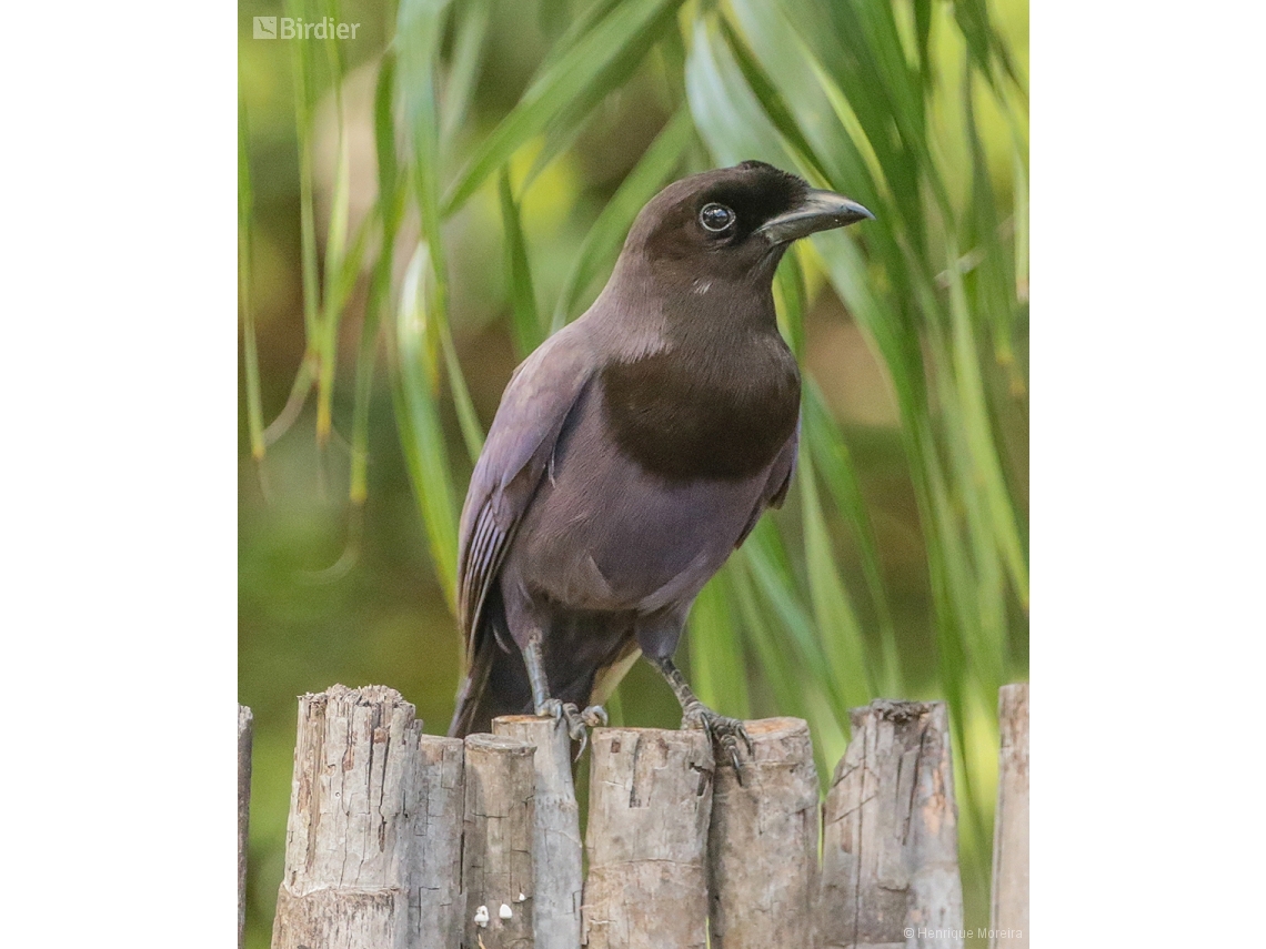 Cyanocorax cyanomelas