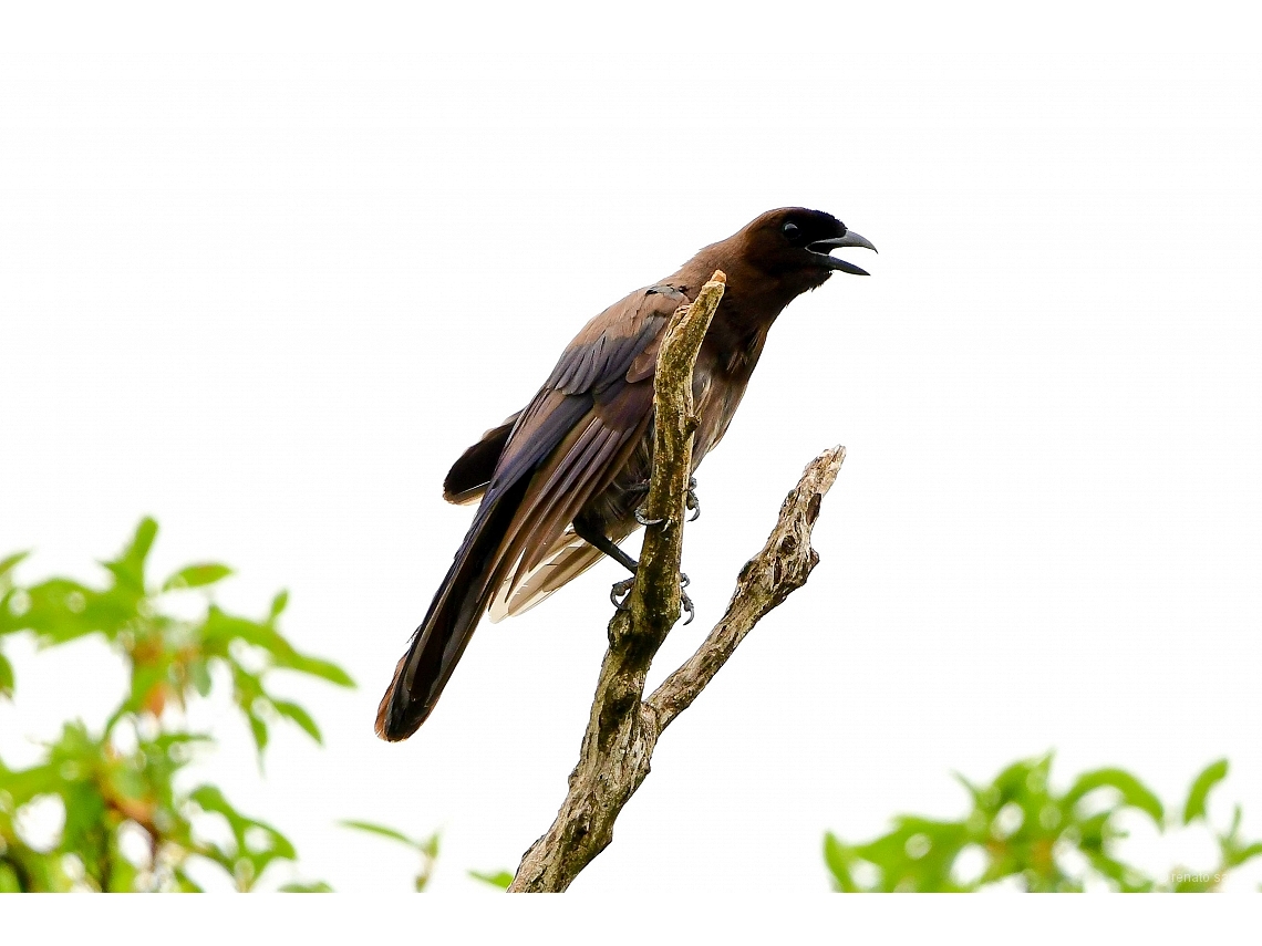 Cyanocorax cyanomelas