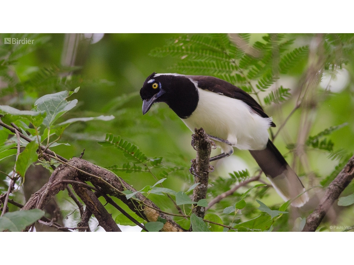 Cyanocorax cyanopogon
