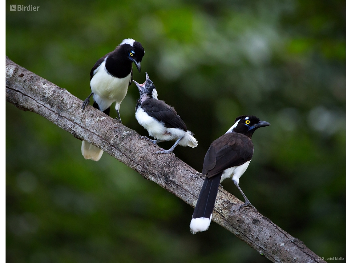 Cyanocorax cyanopogon