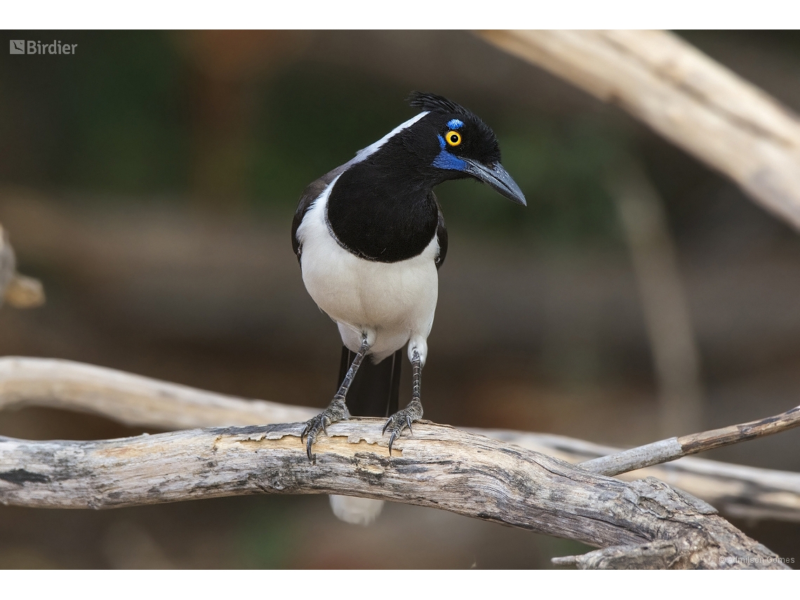 Cyanocorax cyanopogon