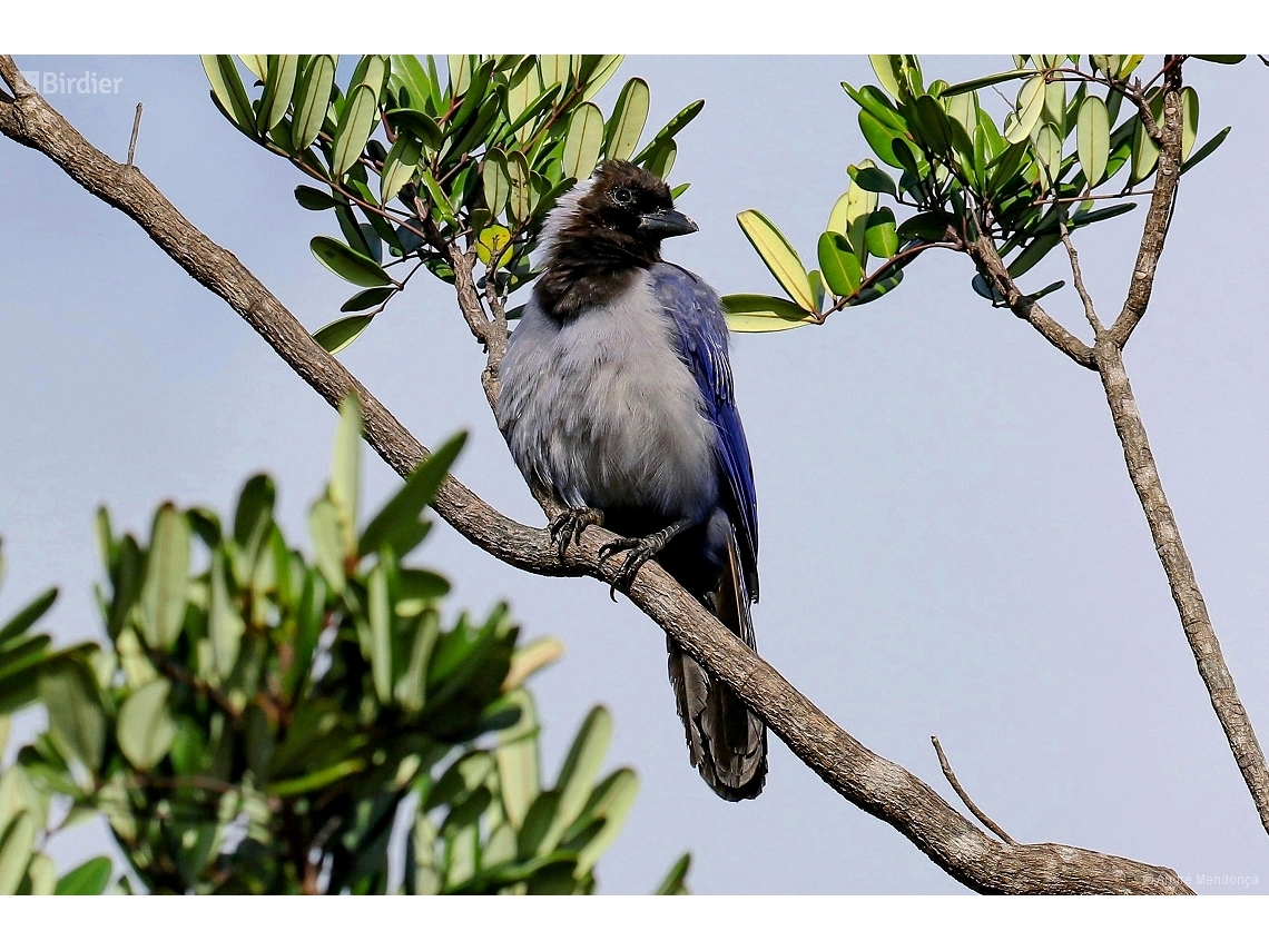 Cyanocorax violaceus