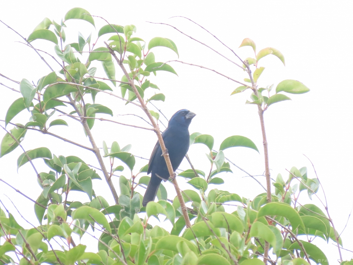 Cyanoloxia brissonii