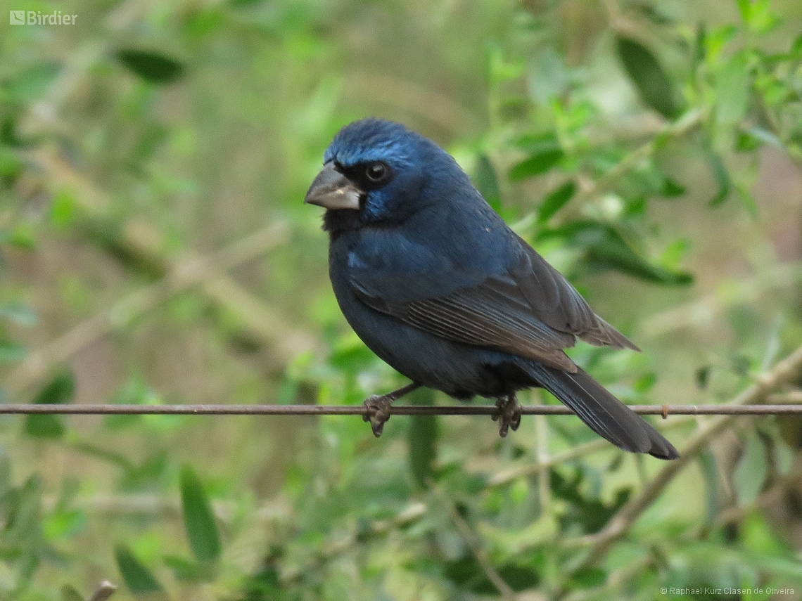 Cyanoloxia brissonii