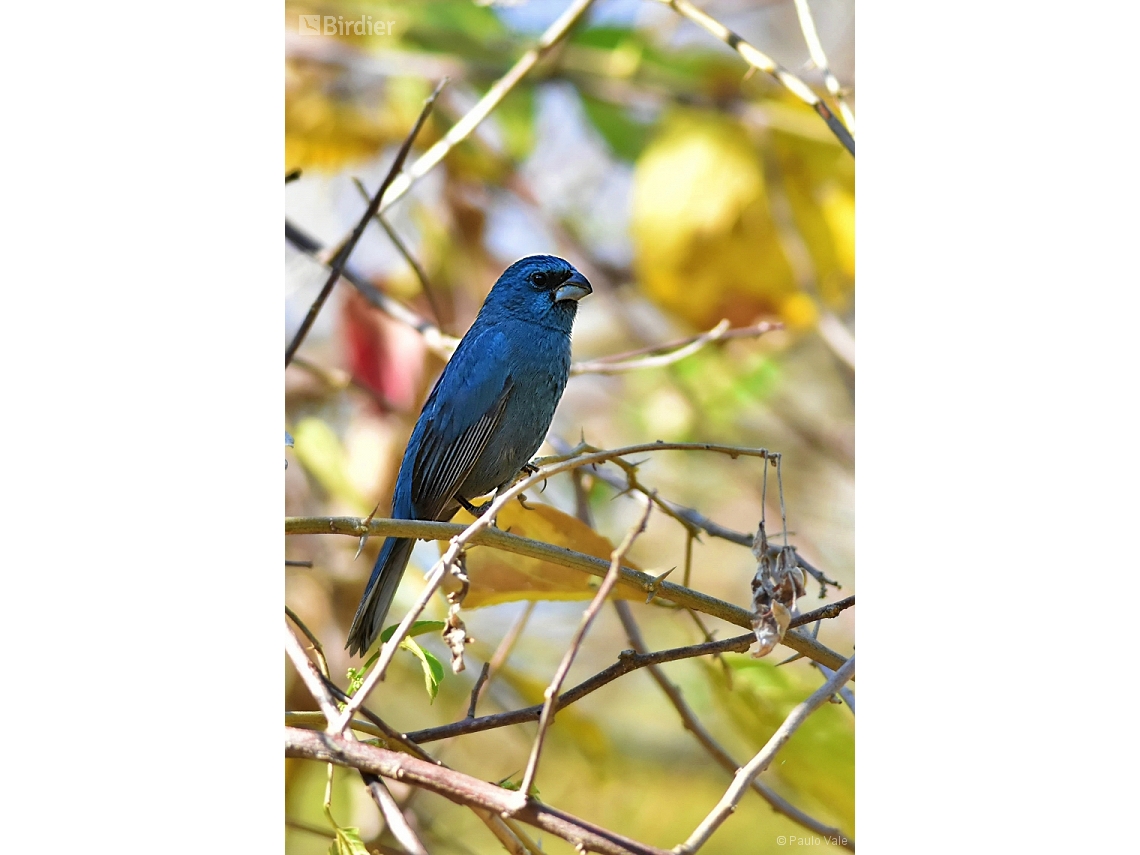 Cyanoloxia glaucocaerulea