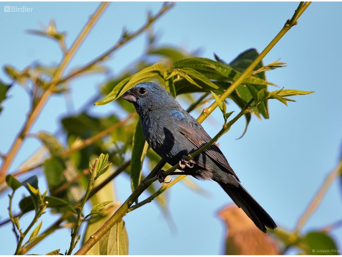 Cyanoloxia glaucocaerulea
