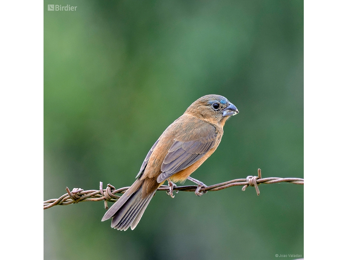 Cyanoloxia glaucocaerulea