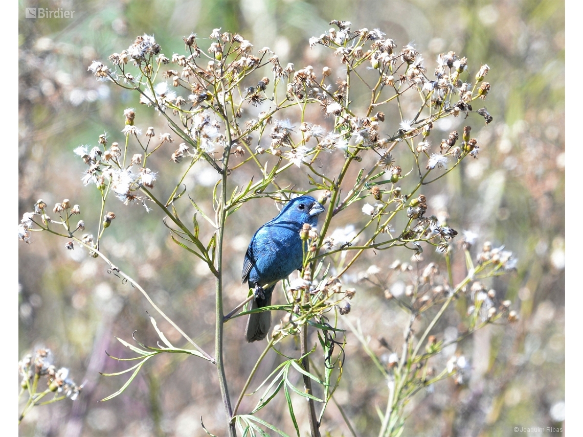 Cyanoloxia glaucocaerulea