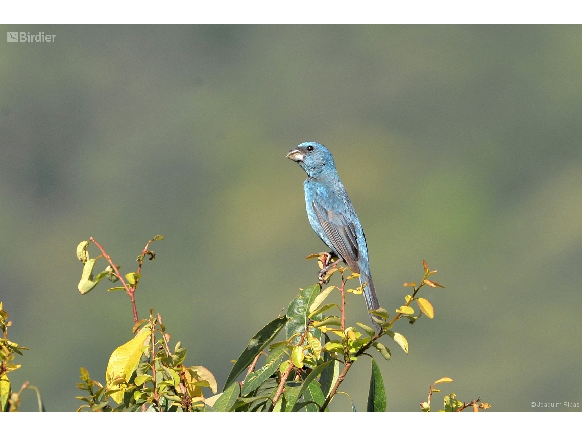 Cyanoloxia glaucocaerulea