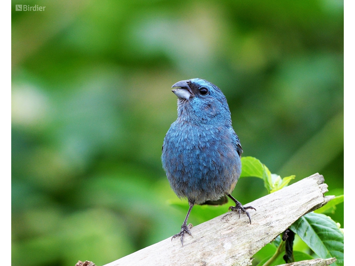 Cyanoloxia glaucocaerulea
