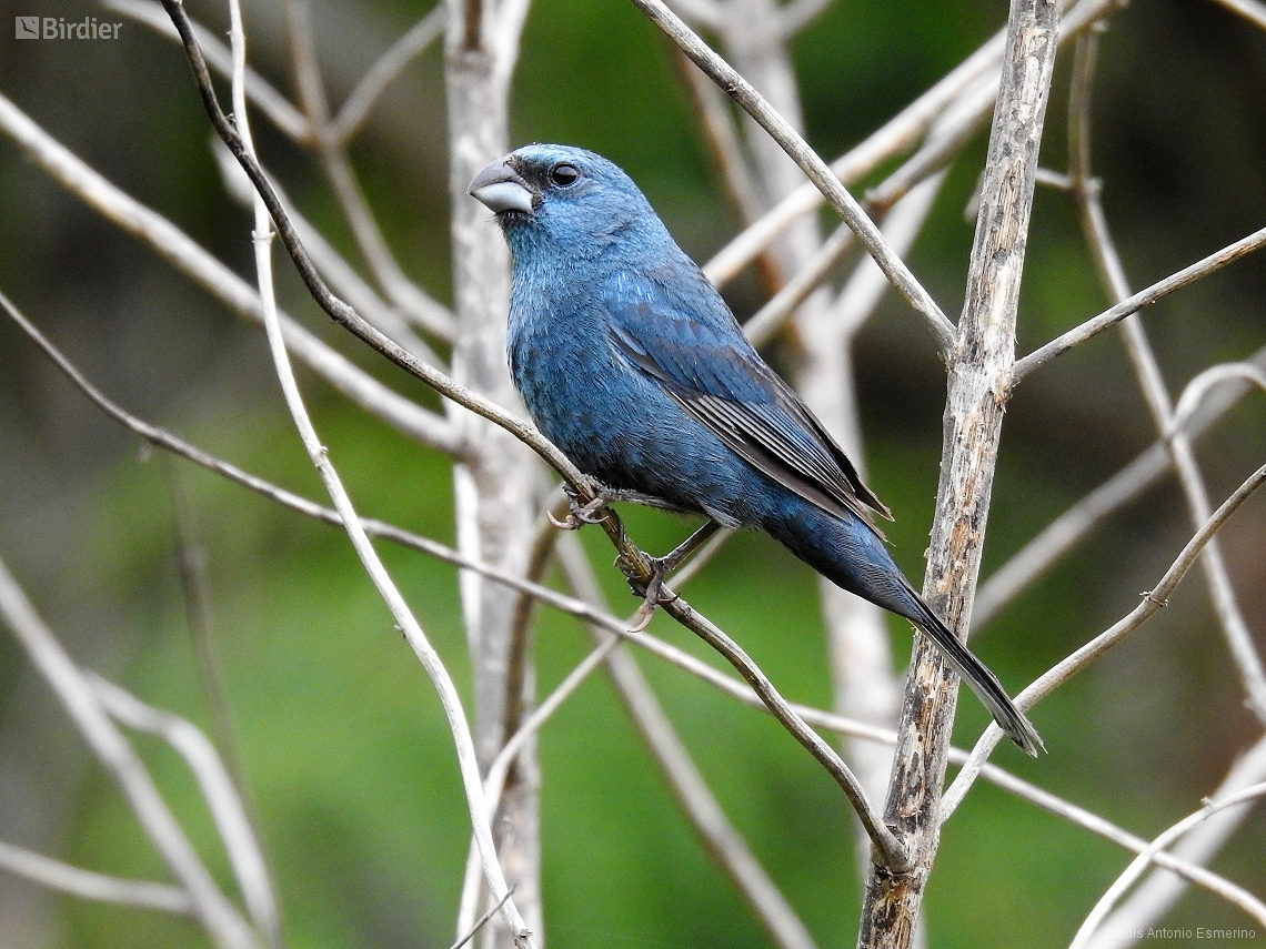 Cyanoloxia glaucocaerulea